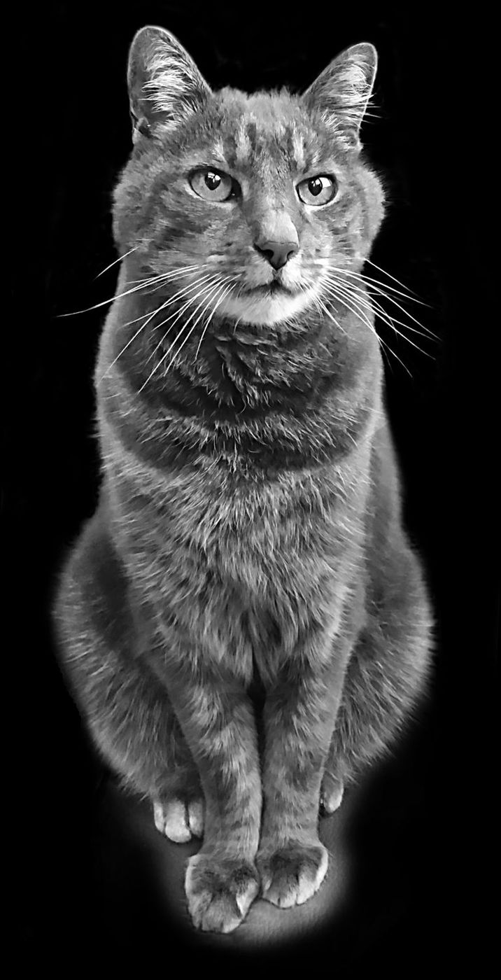 Porträtgravur einer Katze in Naturstein